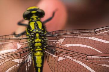 yellow dragonfly close up - Powered by Adobe