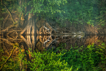 tree and roots reflections in water 