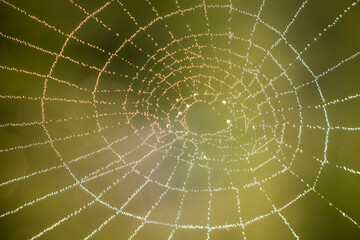 macro of spiders web with dew drops