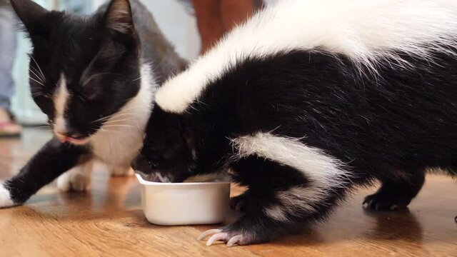 Animal friendship: skunk and cat are eaten from one bowl