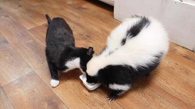Animal friendship: skunk and cat are eaten from one bowl