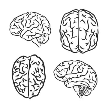 Isolated human brain sketch - illustration. human brain vector sketch