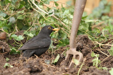 Obraz premium Male Blackbird (Turdus merula) hunting for worms in a garden in freshly dug soil, next to garden fork.
