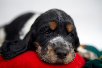 Portrait of an English Cocker Spaniel puppy. The baby is lying down.