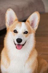 Corgi in modern house. Сute corgi dog lies on a beige sofa at home and looks at the camera