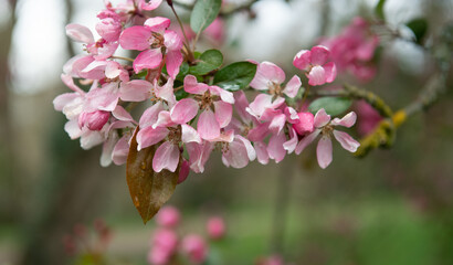 Apple blossom