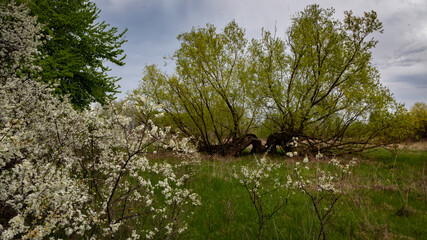 Spring is a beautiful time of the year. Blackthorn blossom 