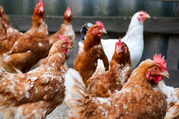 Laying hen and free-range chickens at free range on the organic farm