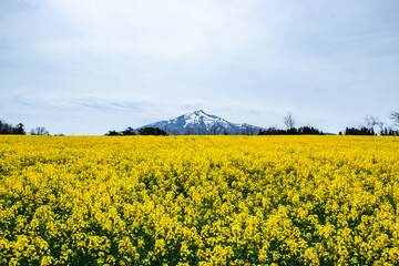 Obraz premium 青森県 鯵ヶ沢町の菜の花畑