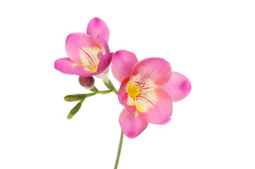 Fototapeta na wymiar Purple freesia flowers