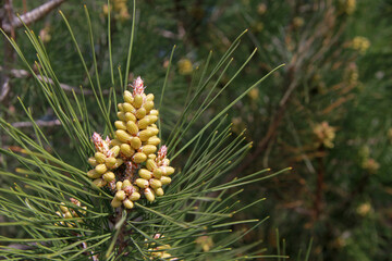 Close up of pine cones, pine blossom