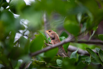Close up Thai Chameleon on tree