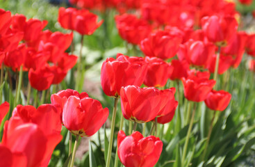 Red tulips background. Beautiful tulip in the meadow. Flower bud in spring in the sunlight. Flowerbed with flowers. Tulip close-up. Red flower