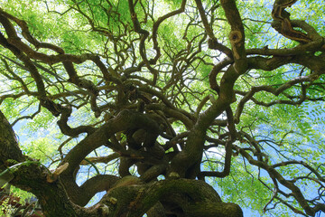 Un albero di sophora japonica ricoperto di foglie verdi in una giornata di primavera.