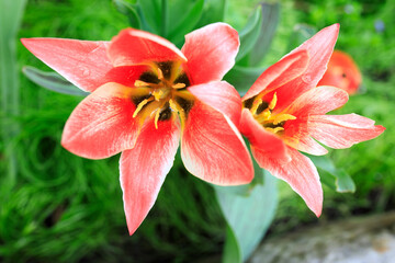 pink tulips in the garden on a sunny spring morning.