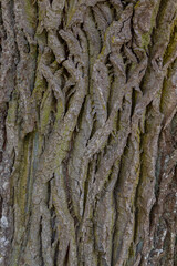 Old oak bark with deep grooves and green-yellow moss. Vertical lines. Background wood texture.