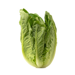 Cos Lettuce or Romaine Lettuce isolated on white background