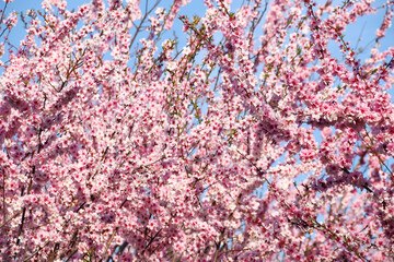Beautiful cherry blossom sakura in spring time over blue sky.Cherry blossom in full bloom