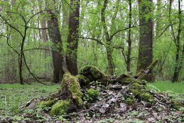 Green moss in spring forest