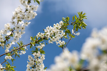 Nice white apricot spring flowers branch macro photography nature awakening