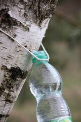 Extraction of birch tree sap. Early spring