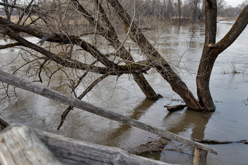 High water in the Vladimir region. The snow has melted, the river is overflowing, the trees are in the water
