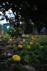 Fototapeta na wymiar limones