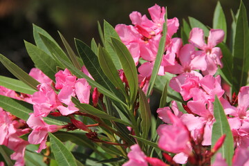 Oleander with Green Pointed Leaves and Pink Flowers 