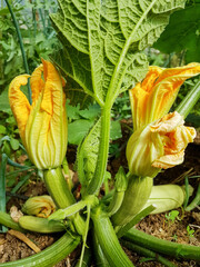 zucchini  flowers and plant on the ground