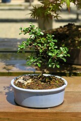 A small bonsai tree in the sun right after watering in Ibaraki, Japan. April 22, 2021.