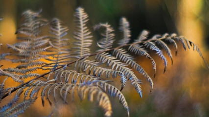 Forêt des Landes de Gascogne, où poussent notamment de nombreuses fougères