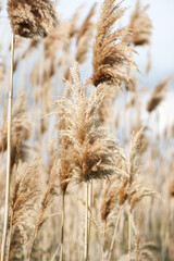 Fototapeta premium Dry reed outdoor in light pastel colors, reed layer, reed seeds. Beige reed grass, pampas grass. Abstract natural background. Beautiful pattern with neutral colors. Minimal, stylish, trend