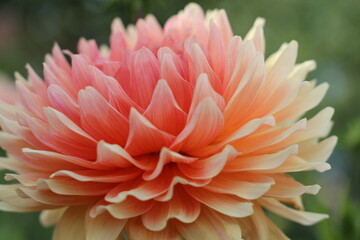 Pink, yellow and white fresh dahlia flower close-up