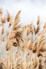 Dry reed outdoor in light pastel colors, reed layer, reed seeds. Beige reed grass, pampas grass....