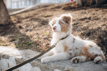 a puppy of the Australian Shepherd breed with blue eyes. aussie