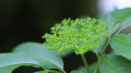 Plan rapproché d'une plante verte dans un jardin, prise en journée avec un fond flou