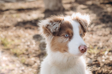 a puppy of the Australian Shepherd breed with blue eyes. aussie