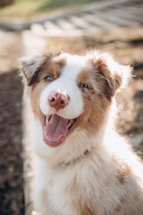 a puppy of the Australian Shepherd breed with blue eyes. aussie