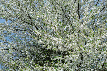 Spring flowering of trees in sunlight.