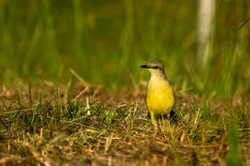 yellow bird in the grass