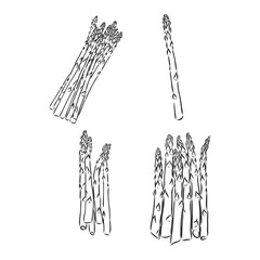 Spring asparagus hand drawn vector asparagus vector sketch