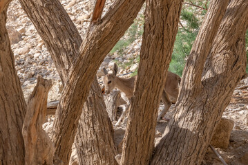 Ibex in Ein Gedi National Park in southern Israel
