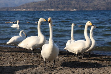 many beautiful white swans standing by a lake in the winter