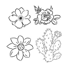 Vector peony flower isolated on white background. Element for design. Hand-drawn contour lines and strokes.