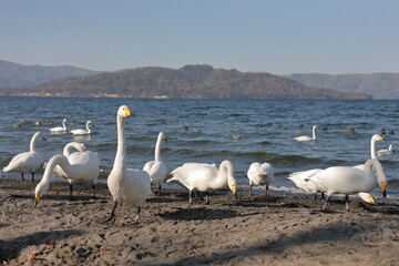 many beautiful white swans standing by a lake in the winter
