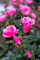 中之島バラ園 令和3年