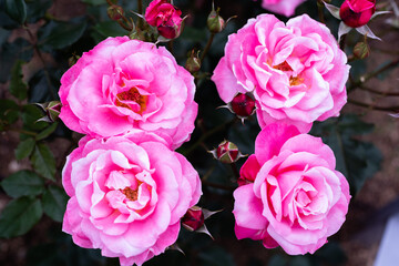 中之島バラ園 令和3年