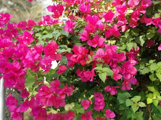 pink bougainvillea flowers