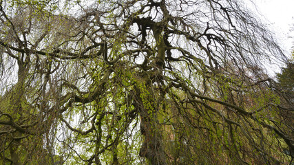 Canopy tree in the garden in Karlsruhe castle