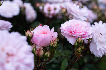 中之島バラ園 令和3年
